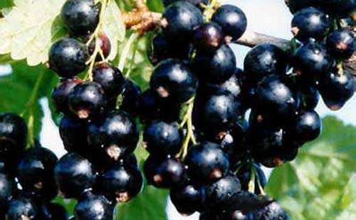 葡萄,乌梅,黑色水果,抗衰老水果