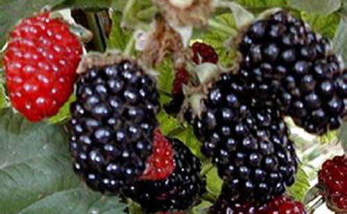 树莓,黑树莓,树莓的营养价值,食用树莓的功效