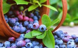吃蓝莓的好处有哪些